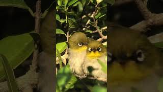 Cape whites Kaapse Glasoogie Zosterops capensis cute birds [upl. by Consalve]