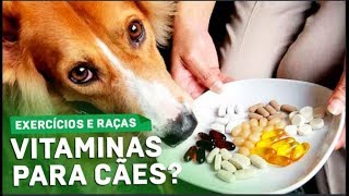 Vitamina para Cão Ficar Forte e Musculoso Atividades Físicas Regulares Ajudam [upl. by Nostets92]