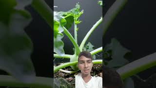 kohlrabi plant time lapse  kohlrabi plant  turnip plant  timeslapse gardening shorts [upl. by Burnie]