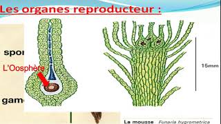 Biologie végétale les Bryophytes botanique [upl. by Arhoz133]