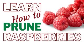 How To Prune Raspberries for Beginners Howto [upl. by Mian947]