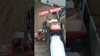 🐮 LUPINEN zu Kuhfutter mahlen landwirtschaft landtechnik [upl. by Ardnossak]