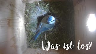 Warum dieses ständige Picken an den Küken Nestlingstag Nr 10 bei den Blaumeisen [upl. by Holihs]