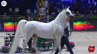 N148 AL AYAL AA  Paris 2018  Senior Stallions Class CM 6B [upl. by Yral149]