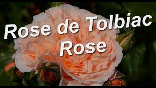 Rose de Tolbiac Kordes [upl. by Akirehc512]