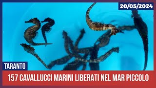 157 cavallucci marini rilasciati nel Mar Piccolo di Taranto [upl. by Ahrat]