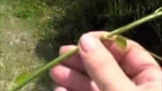 EatTheWeeds Episode 19 Smilax [upl. by Lovich]