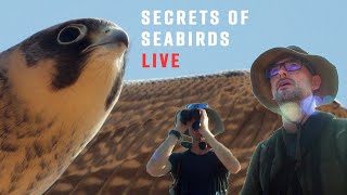 Live with Bird Experts What You Don’t Know About Seabirds [upl. by Vergil]