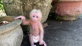 Baby monkey Annie helps poor puppy adapt to new family [upl. by Eibo858]