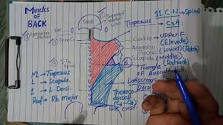 Triangle of auscultation Boundariesroof applied clinical anatomy of back anatomy lectures [upl. by Nattie471]