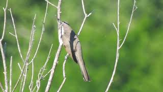 Rare to hear Yellowbilled Cuckoo big bird calling by WillCFish Tips and Tricks [upl. by Frechette]