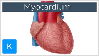 Myocardium  Definition Location amp Function  Human Anatomy  Kenhub [upl. by Ennaeirb]