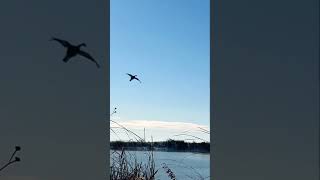 Canada Goose decoying over water goosehunting waterfowlhunting waterfowl [upl. by Latonia]