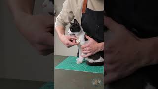 Eine Münze in ein stylisches Haustierhalsband verwandeln 🐈 kurzvideos [upl. by Kahl]