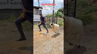 Hamza 20 the stunning amingad sheep of Nature’s Farm shorts amingadtagaru tagaru [upl. by Peskoff216]