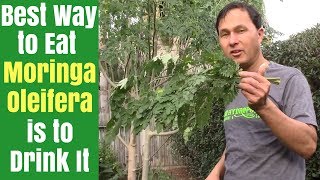 Best Way to Eat Moringa is to Drink It  How to Juice Fresh Moringa Oleifera Leaves [upl. by Lladnar]