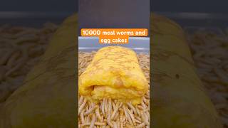 10000 meal worms and egg cakes foodie food wormlapse mealworms satisfying satisfyingvideo [upl. by Gemperle]