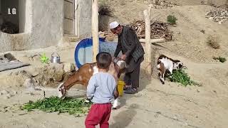 Cooking spaghetti in village of Afghanistan [upl. by Denie70]