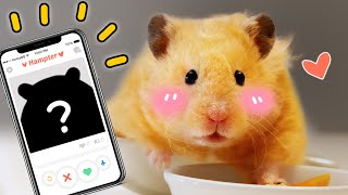 I Found My Hamster A Boyfriend [upl. by Hattie]