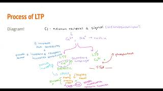 Chapter 4  Brain Facts LTP and LTD [upl. by Adien951]