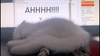 If My Cat Wakes Up the Video Ends YLYL [upl. by Athiste]