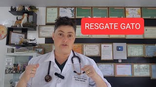 RESGATE GATO MACHUCADO [upl. by Retsek]