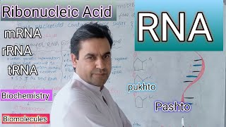 RNA  Ribonucleic Acid  Biology class 11  Dr Mushtaq Pashto Lectures [upl. by Euqirne32]