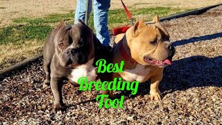 Best Breeding tool Ai newvideo [upl. by Singband]