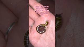 Millipedes Don’t Want To Hurt You 🥺 millipede millipedes arthropoda arthropods cutepets [upl. by Kcirddec]