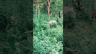 Tiger sight in Bandipur forest wildlifephotography bandipur bandipurtigerreserve bengaltiger [upl. by Atin]