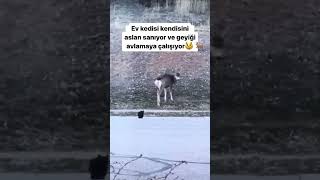 MİNİK KEDİ AV PEŞİNDE😂🦌😼comedy comedyvideo funny funnyvideo shorts cat fyp komik [upl. by Rowland371]