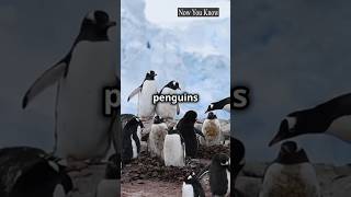 This penguin Takes 10000 Naps 🐧😱 facts shorts penguin [upl. by Sirtaeb947]