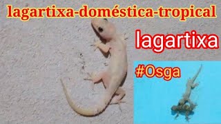 LAGARTIXA quotOSGAquot Hemidactylus mabouia [upl. by Ysset589]