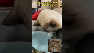 Kitten steals shrimpfunnycats pets funnyanimals [upl. by Acinomal]