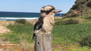 Кукабара Kookaburra на Garie Beach Royal National Park Сидней Австралия [upl. by Ainevul]