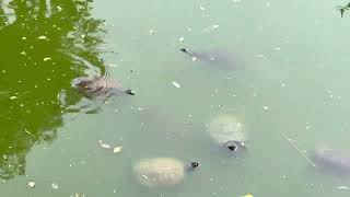 Baby Tortoises in the Pond  Swimming Sunbathing and Exploring [upl. by Ahsinej634]