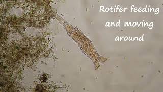 Rotifer feeding and moving around under my microscope [upl. by Weiner815]