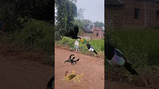 Magpie Owl Toucan And Scorpion shortsviral shortvideo shortsfeed [upl. by Doughman]