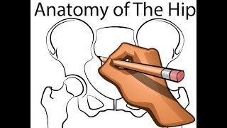 Hip Joint  Part 4  Normal Anatomy  Anterior and Posterior Columns of the Acetabulum [upl. by Anaoy268]