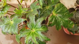 Starleaf Begonia winter flowering plantComplete Care [upl. by Katlaps]