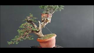 Bonsai Cupressus 2 stage1 How to make Bonsai [upl. by Heymann]