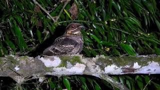 JERDONS NIGHTJAR Kerala India [upl. by Nialb153]