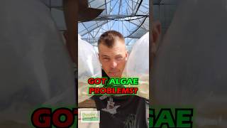 Got ALGAE PROBLEMS Check This Out [upl. by Aikemot649]