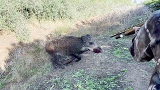 Chasse Sanglier au maroc  Wild Boar Hunting 2023 2024 Partie 11 [upl. by Reld331]