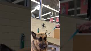 Best Brush For a German Shepard or any double coated dog [upl. by Carley]