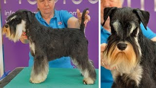 Grooming Guide  Handstripped Miniature Schnauzer Trim  Pro Groomer [upl. by Riabuz]