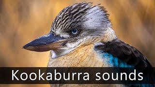 The angry sounds of kookaburras [upl. by Jayson]