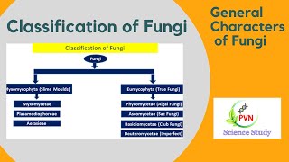 General Characters of Fungi  Classification of Fungi  Fungal Classification [upl. by Epilihp]