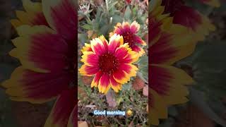 Autumn 🍂 Beautiful Gaillardia spinosa 🥰 [upl. by Mundy322]