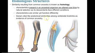 Homologous Analogous and Vestigial Structures [upl. by Gibe]